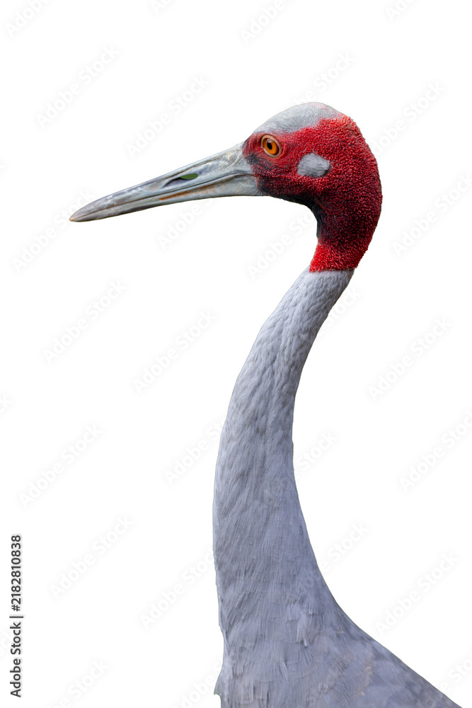 Fototapeta premium Sarus crane bird displaying its distinct red head and long slender grey neck in profile.