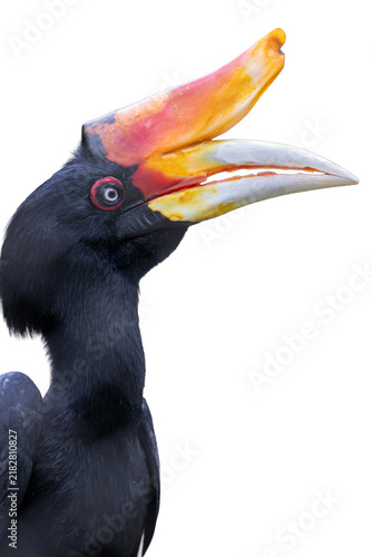 Photography Rhinoceros hornbill head displaying its prominent colorful helmet casque and bea