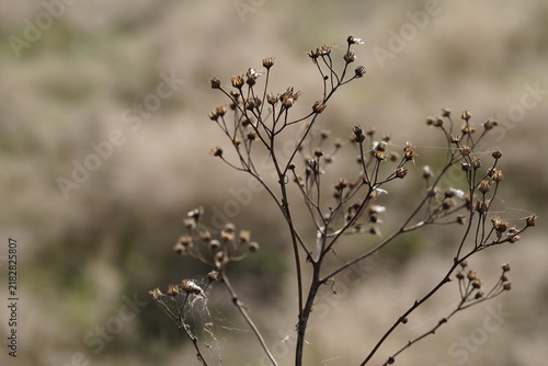 Vertrocknete Wildpflanzen mit weichem Bokeh