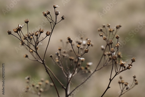 Vertrocknete Wildpflanzen mit weichem Bokeh