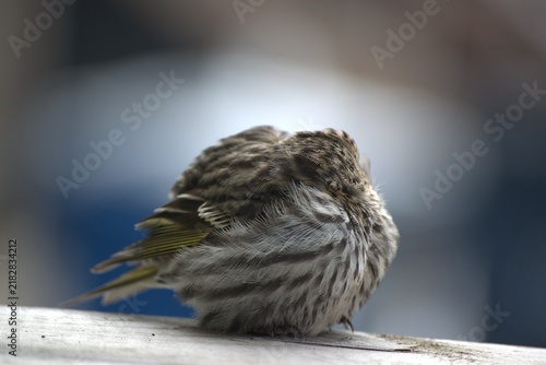 Juvenile Pine Siskin