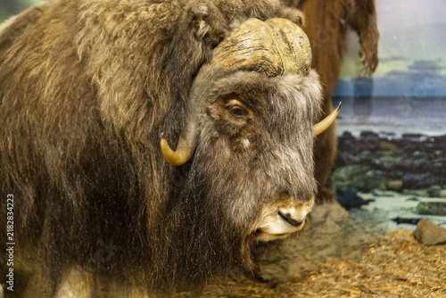Obraz na plátně Dessau-Roßlau, Germany, June 9, 2026Taxidermy muskox head