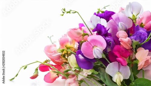 sweet pea flower bouquet isolated on white background with colorful spring garden blooms