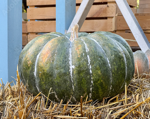 Large ripe green pumpkin displayed on dry straw in a rustic outdoor setting. Fresh seasonal produce and traditional autumn harvest concept with natural texture and farm atmosphere.
