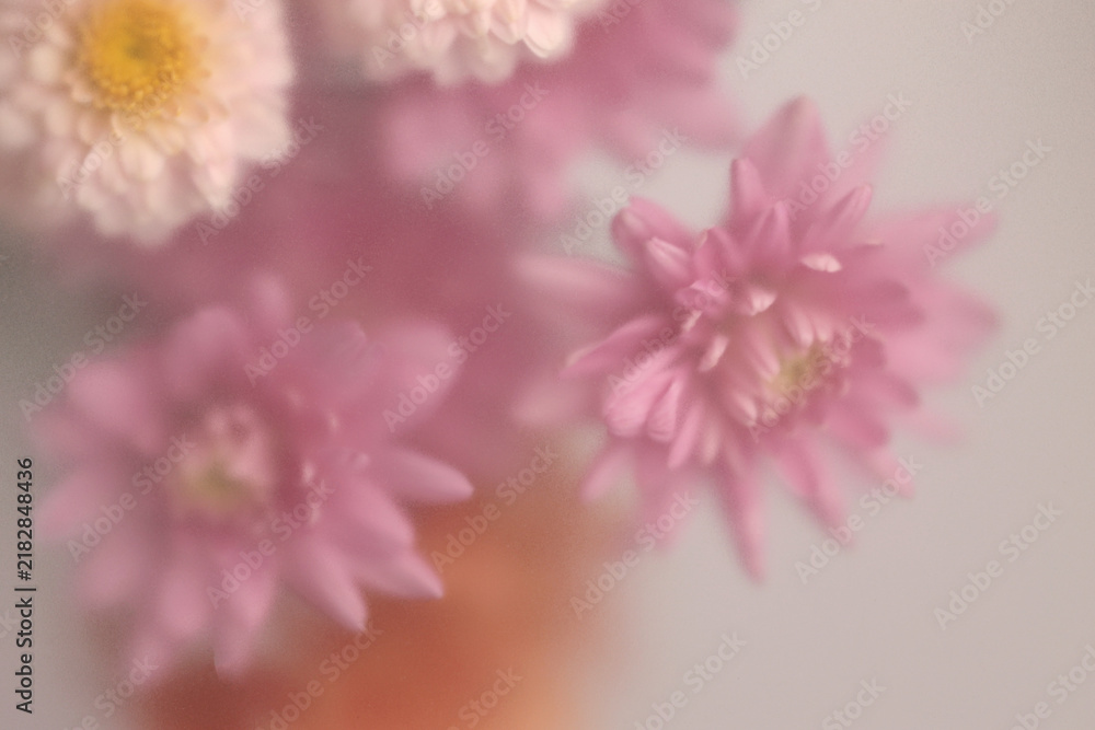Obraz premium Smoke selected soft focus autumn chrysanthemum aster Flower through translucent matte frosted glass. Abstract natural blurred grain light fog background.