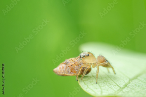 Macro and Close up of jumping spider Prey hunting some insect holding in the mouth on green leaf in the forest.