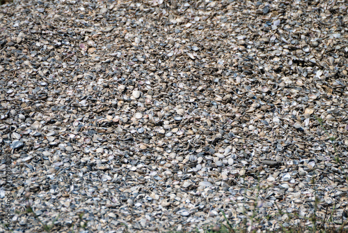 Canvastavla a highly textured, full-frame close-up view of a dense pile containing countless small, gray and white seashells