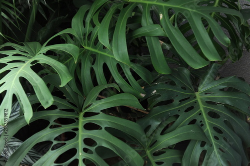 planta verde no jardim 