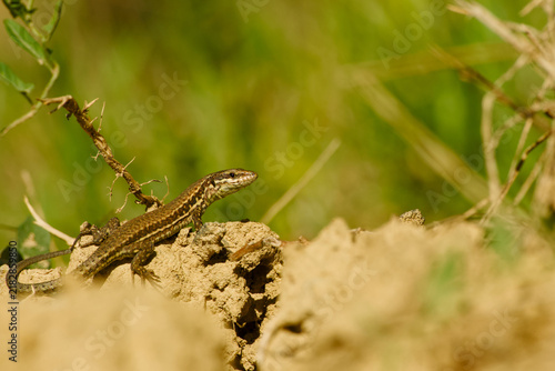 Quadro su tela Common wall lizard resting on a dry earthen mound among sparse vegetation, with