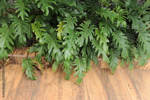 planta verde no jardim 