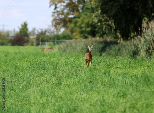 Roe deer fleeing from the hunt and the hunter