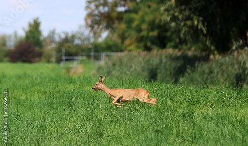 Roe deer fleeing from the hunt and the hunter