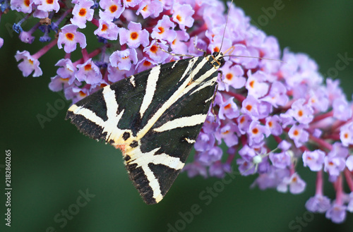 Konstfotografi The jersey tiger moth (Euplagia quadripunctaria) is diurnal in its lifestyle