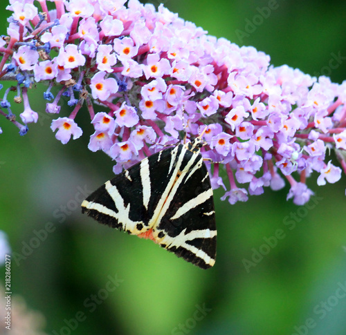 фотографія The jersey tiger moth (Euplagia quadripunctaria) is diurnal in its lifestyle