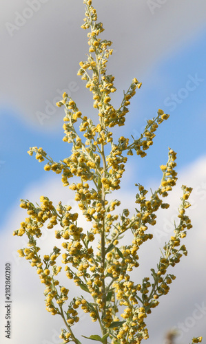 Foto Absinthe wormwood (Artemisia absinthium) bush grows in nature