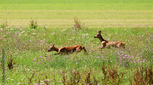 Bild auf Leinwand Roe deer fleeing from the hunt and the hunter