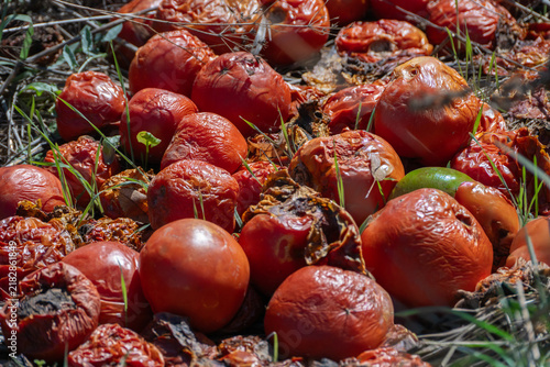Foto a pile of overripe, rotting red tomatoes lies discarded on the ground among dry leaves and sparse blades of grass