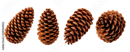 Set of dry brown pine cones from different sides isolated on white background