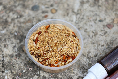 Maggots in fishing bait
