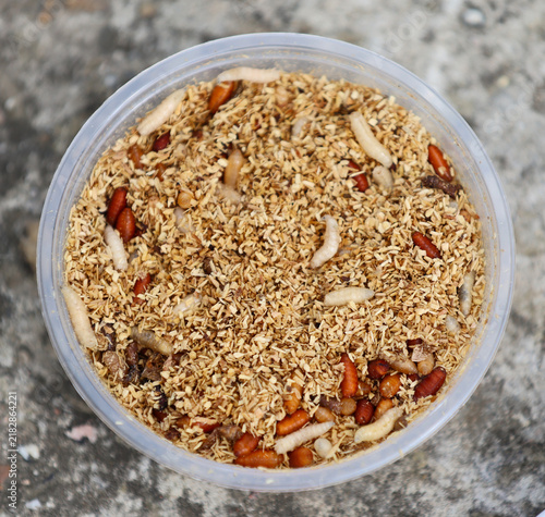 Maggots in fishing bait