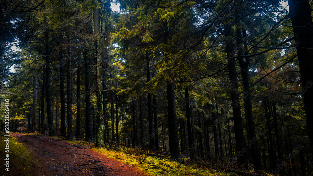 Fototapeta premium road in autumn forest