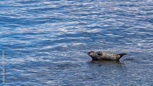 Obraz na płótnie Single, young Harbor Seal, rests upon a rock in Tacoma's Commencement Bay enjoying the summer sunshine