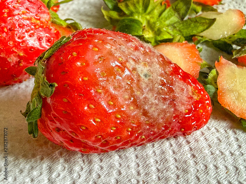 Close up view of a strawberry fruit with fresh mould growing on its surface.
