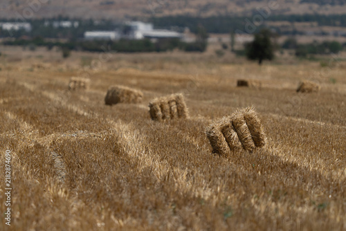 Bild auf Leinwand Rectangular straw bales scattered across a harvested golden wheat field