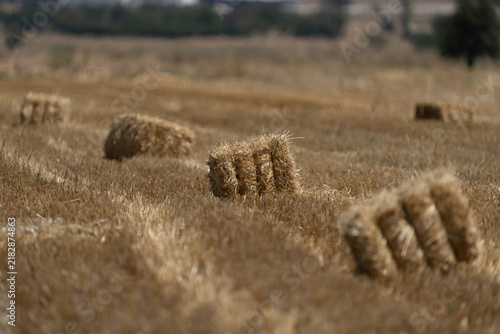 Bild auf Leinwand Rectangular straw bales scattered across a harvested golden wheat field