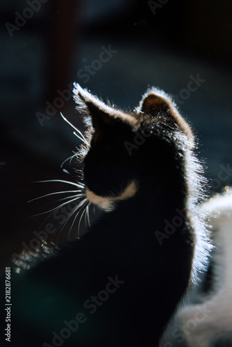 Profile of a Kitten in Sunlight