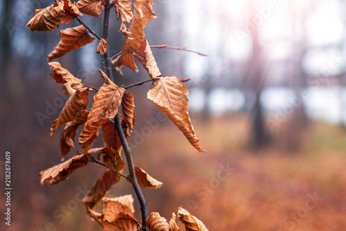 Branch with dry brown beech leaves closeup in autumn forest with blurred background