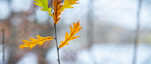 Yellow oak leaves on branch with blurred forest background in autumn