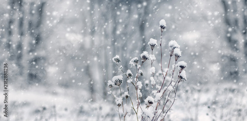 Fotografie Dry plants covered with snow during snowfall in winter forest with blurred backg