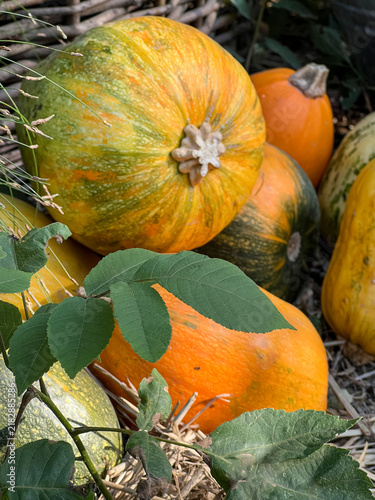 Konstfotografi Ripe orange pumpkin growing among dense green grass in a natural garden setting