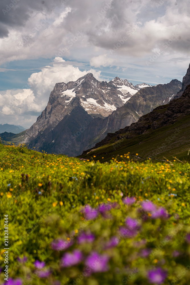 Obraz premium Alpine wildflower meadow with purple and yellow blooms below snow covered mountain peaks