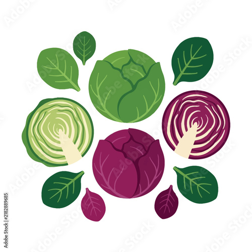 Фотография Cabbage heads and green spinach leaves arranged in an artful flat lay pattern on a plain white background