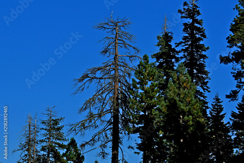 Two lightning struck trees and others suffering from crown dieback, central Sierra Nevada Mountains , California 