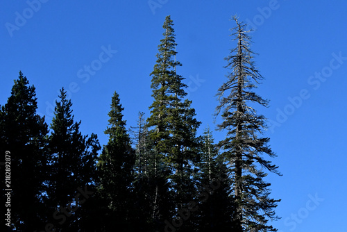 Mature trees are dying because of reduced rainfall and hotter temperatures, Central Sierra Nevada Mountains, California 