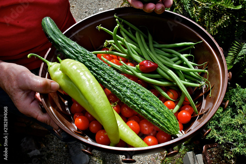 A basket of Freshly picked vegetables; string beans, tomatoes, hot peppers and cucumber