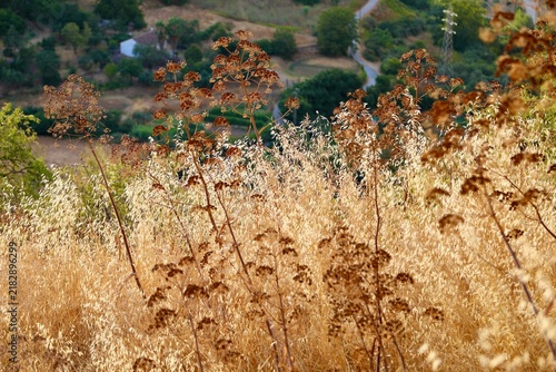 Dried wild plant with delicate seed heads overlooking the landscape in background.