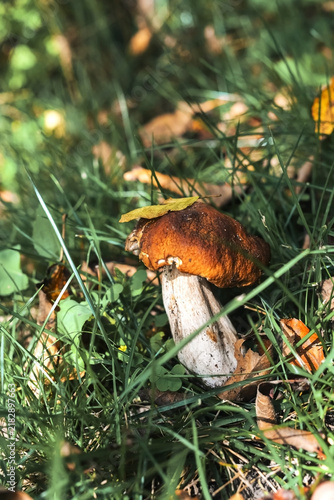 Mushroom with fallen leaf on mossy forest floor
