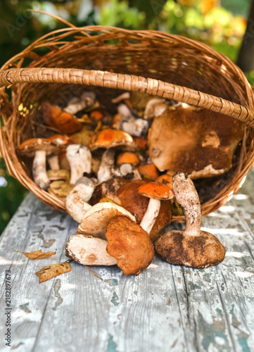 Fresh porcini mushrooms in wicker basket