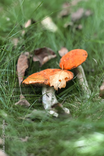Mushroom with fallen leaf on mossy forest floor
