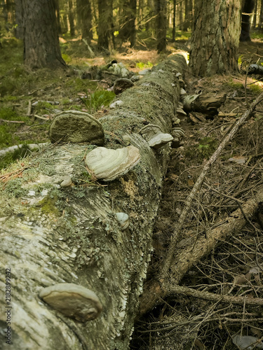 Bild auf Leinwand Long fallen birch tree trunk covered with multiple bracket mushrooms in a dense