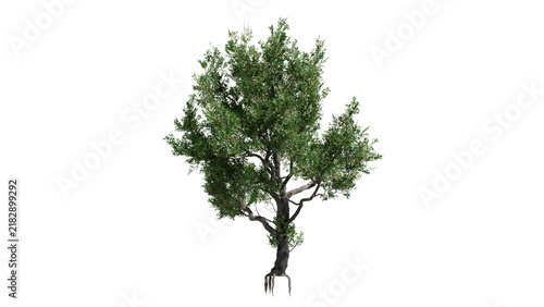 Konstfotografi Realistic bushy green tree with roots PNG cutout transparent background