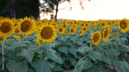 Blooming yellow sunflowers stretching across a large agricultural farm field in rural Douglas County, Kansas, illuminated by warm golden hour light