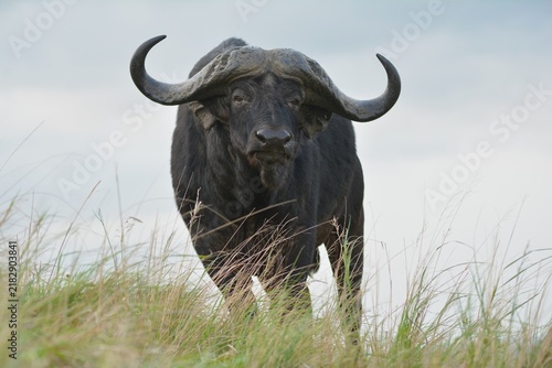 Bild auf Leinwand Powerful African Cape Buffalo standing in tall grass, Hluhluwe iMfolozi Park, So