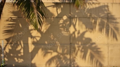 Shadows of palm leaves on a wall in a sunny location during daylight hours