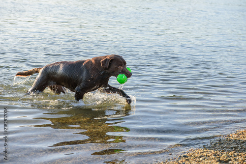 Cuadro en lienzo chocolate labrador running out of water with green ball