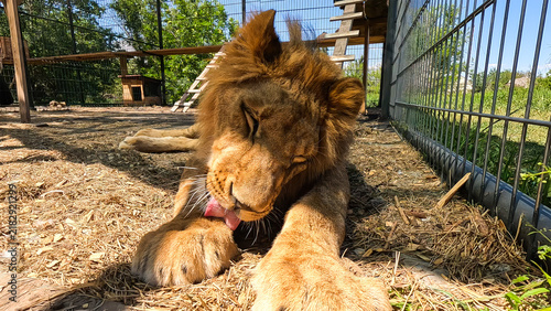 Quadro su tela Portrait of a young lion in an aviary in a cat shelter